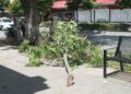 Vientos tiran árboles y vidrios de edificios: PC