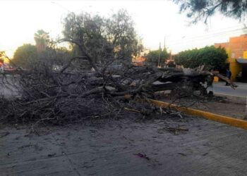 Sigue caída y retiro de árboles por fuertes vientos