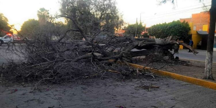 Sigue caída y retiro de árboles por fuertes vientos
