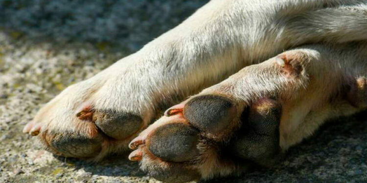 Fiscalía avanza en investigación sobre maltrato de animales en Ciudad Valles