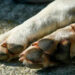 Fiscalía avanza en investigación sobre maltrato de animales en Ciudad Valles