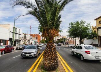 Reemplazarán palmeras de avenida Carranza