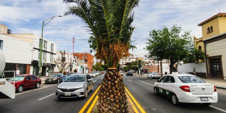 Reemplazarán palmeras de avenida Carranza