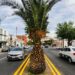 Reemplazarán palmeras de avenida Carranza