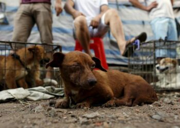 Casos de maltrato animal se presentan en todo el estado: Fiscal