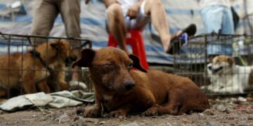 Casos de maltrato animal se presentan en todo el estado: Fiscal