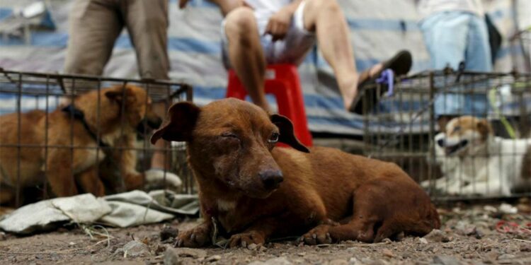Casos de maltrato animal se presentan en todo el estado: Fiscal
