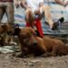 Casos de maltrato animal se presentan en todo el estado: Fiscal
