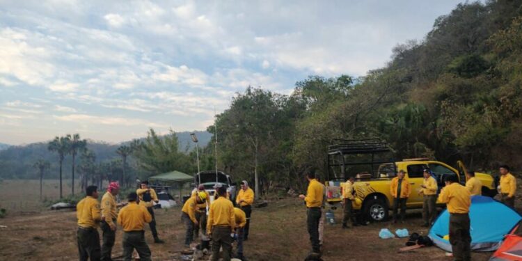 Combaten 250 brigadistas incendios forestales en SLP