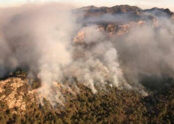 Más de mil 100 hectáreas afectadas por incendios: CEPC