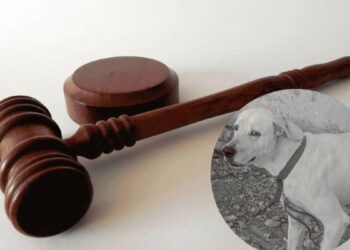 Juez en Yucatán dicta primera condena por crueldad animal