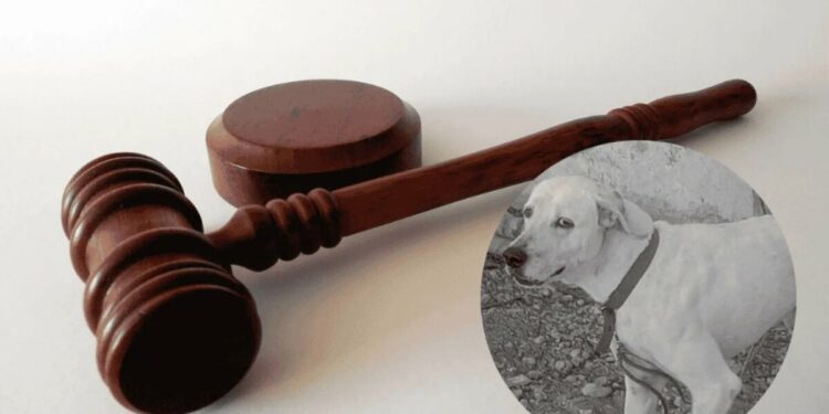 Juez en Yucatán dicta primera condena por crueldad animal