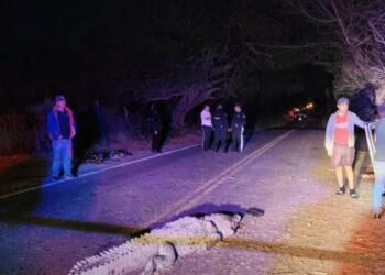 Cocodrilo provoca accidente: Mueren 3 personas y hay 4 heridas en carretera de Culiacán 
