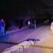 Cocodrilo provoca accidente: Mueren 3 personas y hay 4 heridas en carretera de Culiacán 