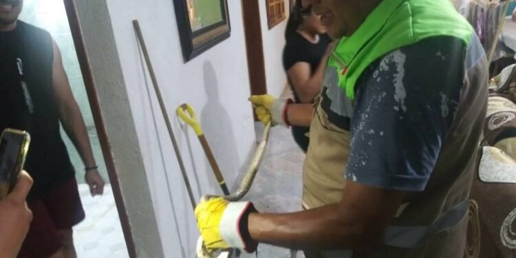Capturan a serpiente de un metro en vivienda de Soledad