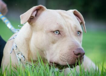 Ataque fatal de dos pitbulls a un bebé de 15 meses en Italia