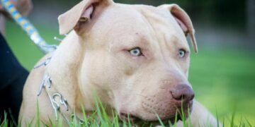 Ataque fatal de dos pitbulls a un bebé de 15 meses en Italia