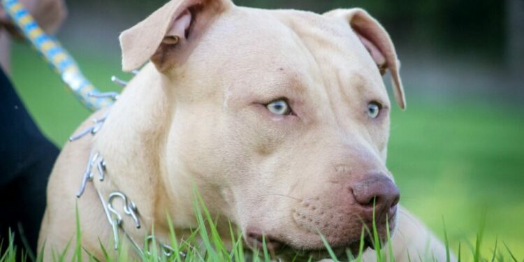 Ataque fatal de dos pitbulls a un bebé de 15 meses en Italia