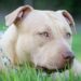 Ataque fatal de dos pitbulls a un bebé de 15 meses en Italia