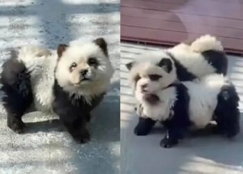 Zoológico hace pasar a perritos disfrazados como osos panda y llenan las redes de ternura