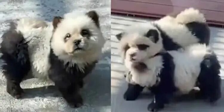 Zoológico hace pasar a perritos disfrazados como osos panda y llenan las redes de ternura
