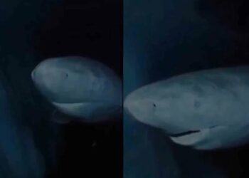 Captan en video increíble tiburón de Groenlandia de más de 300 años en el fondo del mar