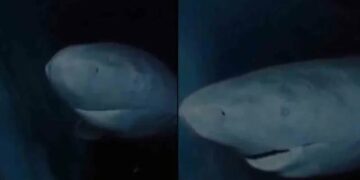 Captan en video increíble tiburón de Groenlandia de más de 300 años en el fondo del mar