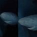 Captan en video increíble tiburón de Groenlandia de más de 300 años en el fondo del mar