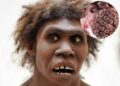 Científicos buscan ‘resucitar’ antiguos herpes hallados en huesos de neandertal