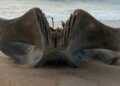 Descubren cráneo gigante de una criatura de 40 toneladas en playa de Carolina del Norte