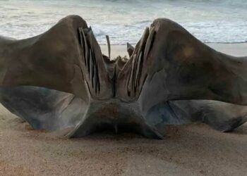 Descubren cráneo gigante de una criatura de 40 toneladas en playa de Carolina del Norte