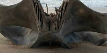 Descubren cráneo gigante de una criatura de 40 toneladas en playa de Carolina del Norte