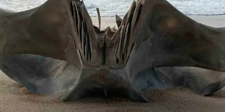 Descubren cráneo gigante de una criatura de 40 toneladas en playa de Carolina del Norte
