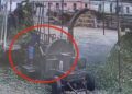 VIDEO: Trabajador cae a trituradora de alimentos; amigos intentan salvarlo sin éxito
