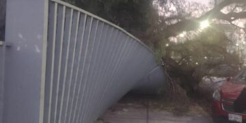 Cae árbol en la Facultad de Medicina, no se reportan lesionados
