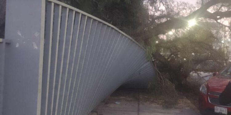 Cae árbol en la Facultad de Medicina, no se reportan lesionados