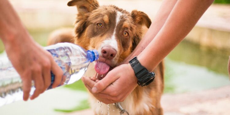 Con este calor, este es el mejor horario para sacar a pasear a tus perritos