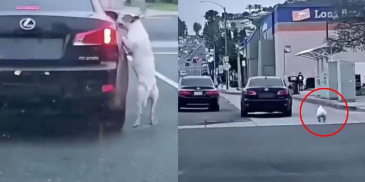 VIDEO: ¡Sin corazón! Perrito persigue el auto del hombre que lo abandonó
