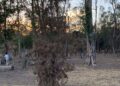 Iniciarán trabajos de rescate del Parque de Morales
