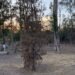 Iniciarán trabajos de rescate del Parque de Morales