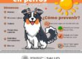 Difunden recomendaciones para evitar golpe de calor en mascotas