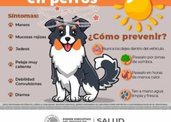 Difunden recomendaciones para evitar golpe de calor en mascotas