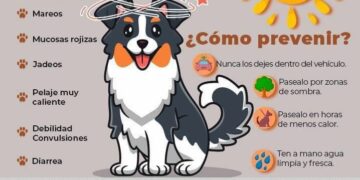 Difunden recomendaciones para evitar golpe de calor en mascotas