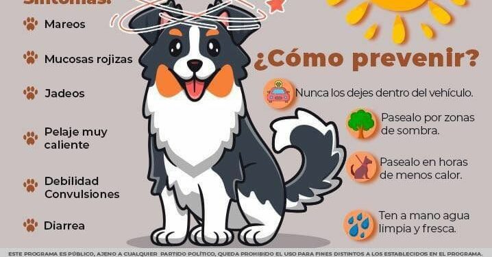 Difunden recomendaciones para evitar golpe de calor en mascotas
