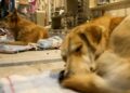 Turquía evalúa sacrificar a millones de perros callejeros si no se les encuentra dueño