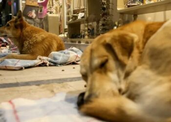 Turquía evalúa sacrificar a millones de perros callejeros si no se les encuentra dueño