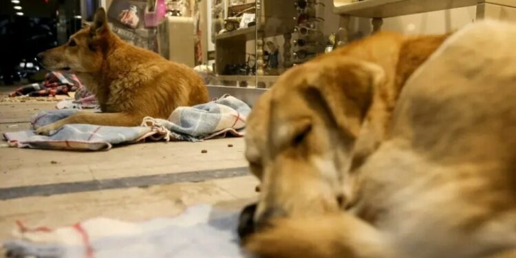 Turquía evalúa sacrificar a millones de perros callejeros si no se les encuentra dueño