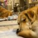 Turquía evalúa sacrificar a millones de perros callejeros si no se les encuentra dueño