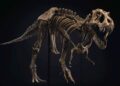 Esqueleto de dinosaurio es subastado en Nueva York