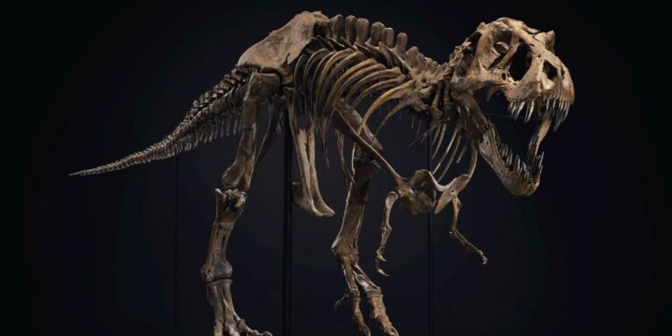Esqueleto de dinosaurio es subastado en Nueva York